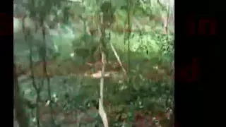 Slut Caught in Woods