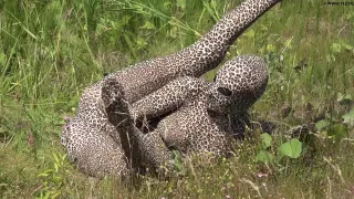 My Animal Instinct - Watch4Fetish