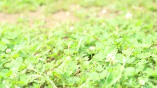 I want to put a cutlet on my husband