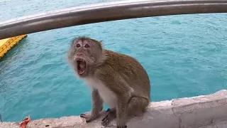 Boat trip with my Asian teen girlfriend became sex in public