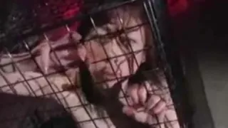 Tied And Caged Asians