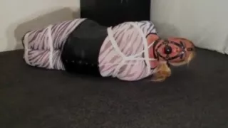 Harness gagged & Hogtied.