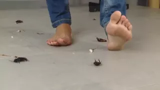 Jocelyn Barefoot Roachers