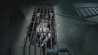Dungeon BDSM Slave Chained in a Hole