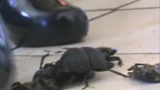 Squishing Nemo - Sultry & Evil