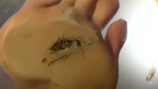 aplastar fetiche espana - silvia HD