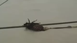 Hard crush before sex