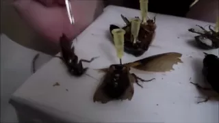 Hard crush before sex