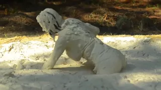 Innocent Girl in Mud