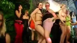 Fascinating Nectar Harvesting