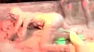 Lesbians In Wam Paint Bucket Cat Fight