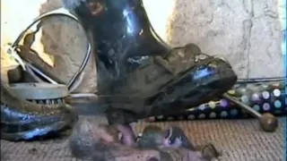 Trample lodge - no respect for the face