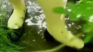 Amazing xxx clip Fetish fantastic only for you