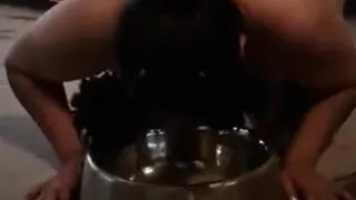 Saggy dog eats her dinner