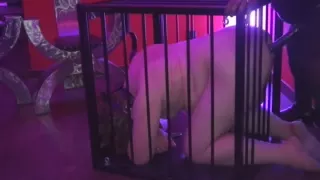 Ebony Femdom Strapon