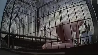 School girl dress up