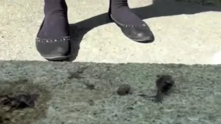 flats massacres snails