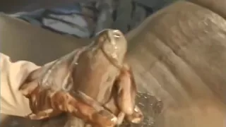 Horny girl jerking off a hard dick