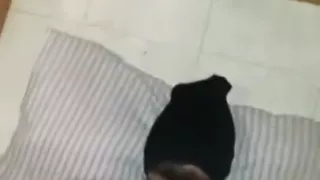 Girl Dirty Sock Worship Trampling