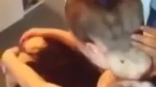 Hair chopped and bald shave