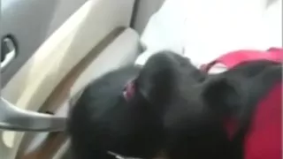 Asian Older Couple in the Car