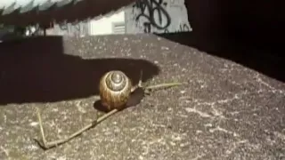 Walkover snail Crush