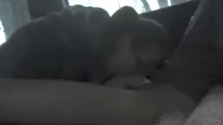 parked car backseat blowjob and swallow