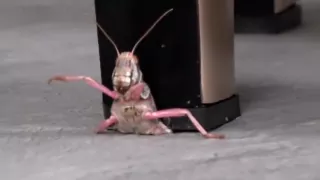 113_irma-lct8-1_1080p