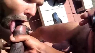 Bears blowing - usos chupando