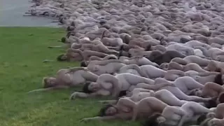 Horny amateur sex clip