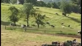 Bouncing tits from milena