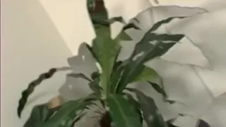 Splendid Hardcore Facial porn video. Bon Appetit