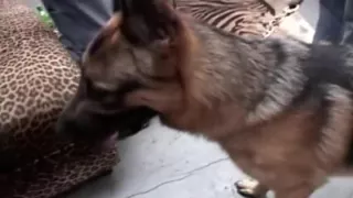 Hot Interracial Anal adult scene