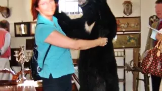 Die Geschichte vom Hahnrei seiner Frau und einem Monster