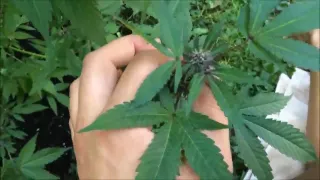 Cute Blonde Pov Blowjob In The Garden