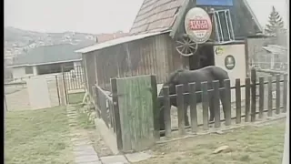 Horny amateur Vintage, Amateur adult video