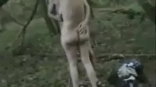 Alot of Wood in the Woods #18