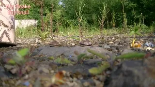 Big Snake and tiny snail