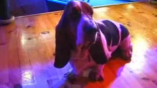 LINDA KISS: #14 Domestic Affairs