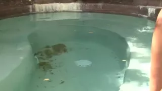 Couple, Ebony, Lesbian Sex, Lover, Natural Sex