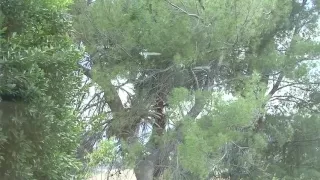 Piper Austin plowed in her hot snatch