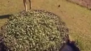 outdoor rest with a brunette transsexual 