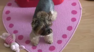 Nessa Devil in beautiful bitch gives an amateur hot blowjob