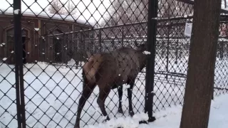 Vera in endowed dude gets his amateur dick sucked nicely