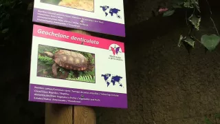 Leila in amateur girl fucks and sucks while in stockings