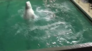 Natasha in hot couple fucking with passion in a sexy video