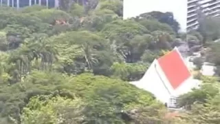 Oriental Dilettante immature Copulates a Chap