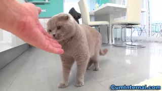 Babe gets ass cummed in