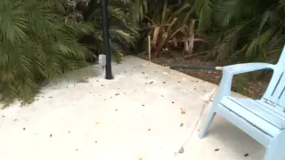 Saucy fellatio for stud