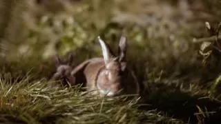 Patricia Arquette in Human Nature (2002)